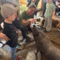 KuK im August - Ausflug auf den Bauernhof